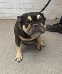 Shelter Stray Male Dog last seen Near BLOCK E ETIWANDA AVE, 333 Chandler Pl, San Bernardino, CA 92408, USA