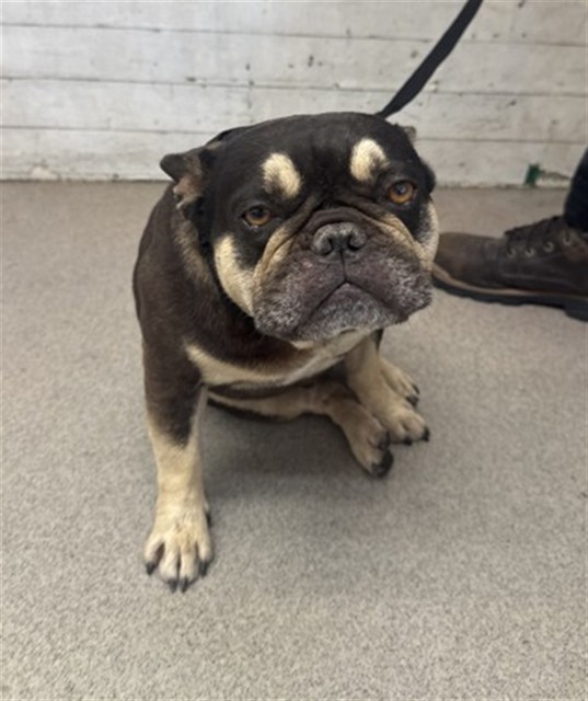 Shelter Stray Male Dog last seen Near BLOCK E ETIWANDA AVE, 333 Chandler Pl, San Bernardino, CA 92408, USA