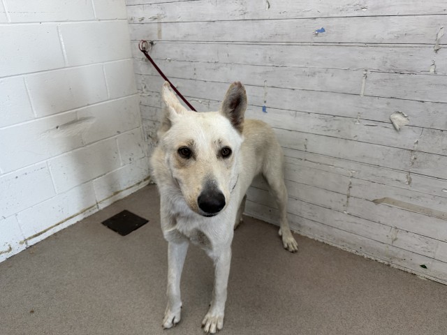 Shelter Stray Male Dog last seen 530E MCKINLEY ST, 333 Chandler Pl, San Bernardino, CA 92408, USA