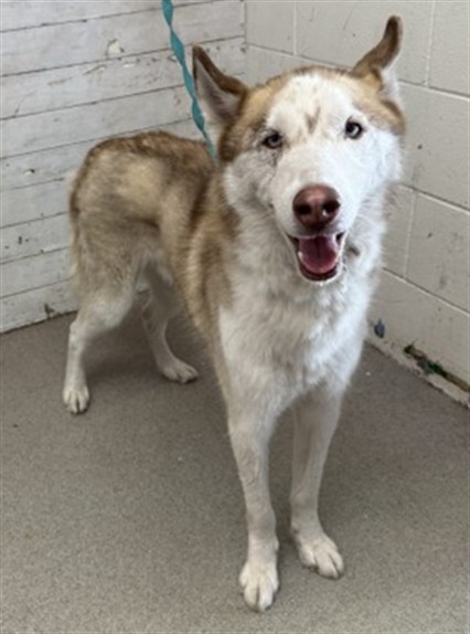 Shelter Stray Male Dog last seen Near BLOCK E ROSEWOOD AVE, 333 Chandler Pl, San Bernardino, CA 92408, USA