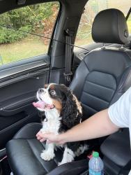 Found/Stray Male Dog last seen Rhode Island blvd and Oakdale ave, Portsmouth, RI 02871