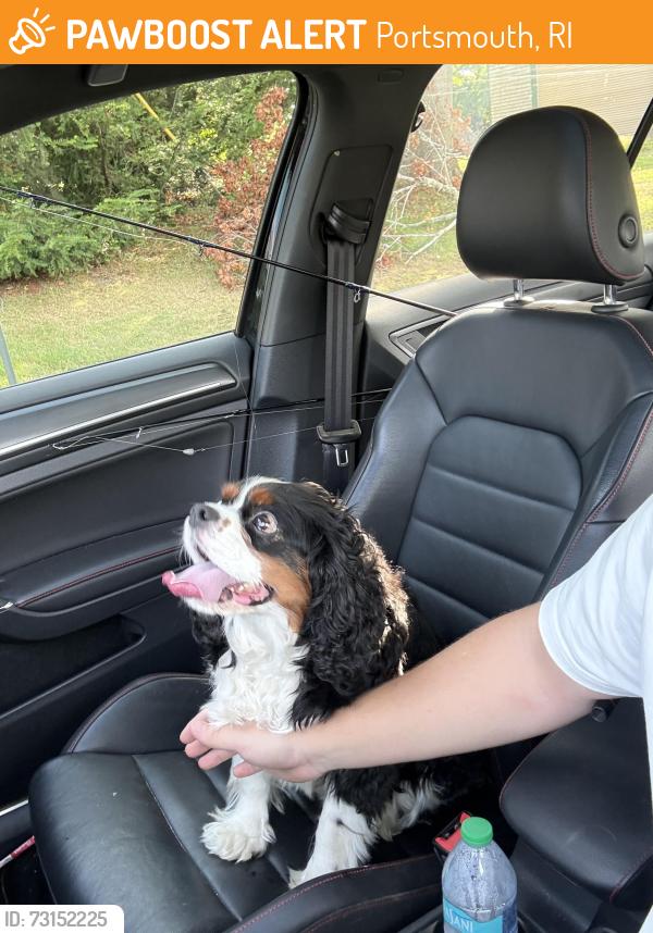 Found/Stray Male Dog last seen Rhode Island blvd and Oakdale ave, Portsmouth, RI 02871