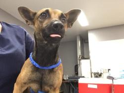 Shelter Stray Male Dog last seen Near BLOCK VISTA CHINO, CATHEDRAL CITY CA 92234, 72050 Pet Land Pl, Thousand Palms, CA 92276, USA