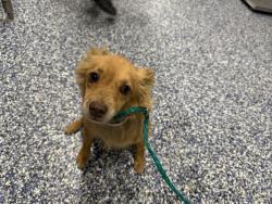 Shelter Stray Female Dog last seen Near BLOCK AVENUE 44, INDIO CA 92201, 72050 Pet Land Pl, Thousand Palms, CA 92276, USA