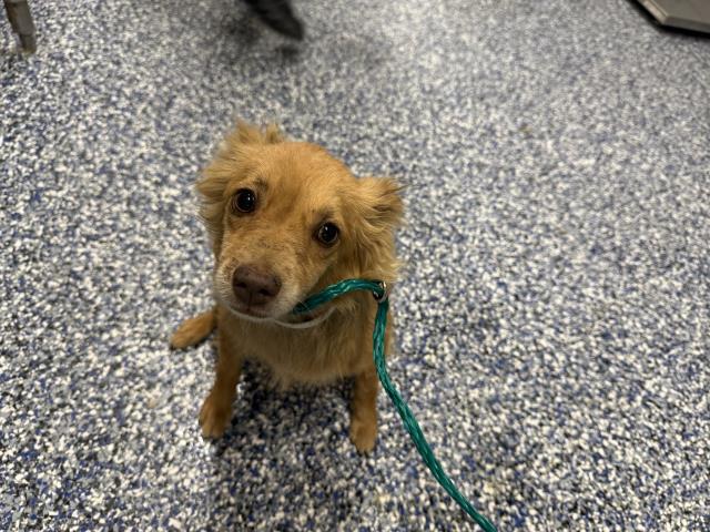 Shelter Stray Female Dog last seen Near BLOCK AVENUE 44, INDIO CA 92201, 72050 Pet Land Pl, Thousand Palms, CA 92276, USA