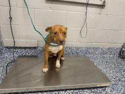 Shelter Stray Male Dog last seen Near BLOCK AVENUE 44, INDIO CA 92201, 72050 Pet Land Pl, Thousand Palms, CA 92276, USA