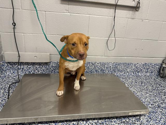 Shelter Stray Male Dog last seen Near BLOCK AVENUE 44, INDIO CA 92201, 72050 Pet Land Pl, Thousand Palms, CA 92276, USA