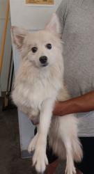 Shelter Stray Female Dog last seen , 1850 W 60th St, Los Angeles, CA 90047, USA