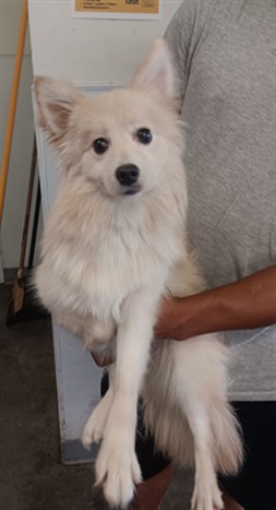 Shelter Stray Female Dog last seen , 1850 W 60th St, Los Angeles, CA 90047, USA