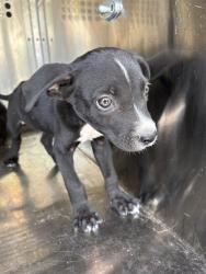 Shelter Stray Unknown Dog last seen Near BLOCK KELHAM, 2811 SE 29th St, Oklahoma City, OK 73129, USA