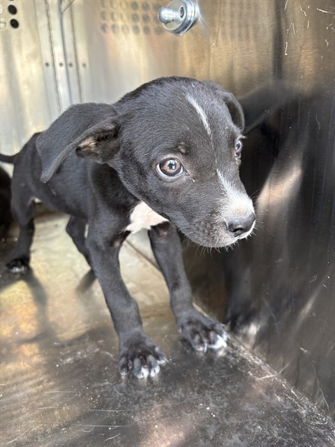Shelter Stray Male Dog last seen Near BLOCK KELHAM, 2811 SE 29th St, Oklahoma City, OK 73129, USA