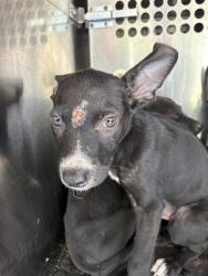 Shelter Stray Unknown Dog last seen Near BLOCK KELHAM, 2811 SE 29th St, Oklahoma City, OK 73129, USA