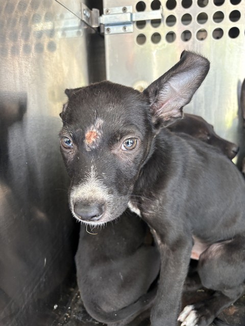 Shelter Stray Male Dog last seen Near BLOCK KELHAM, 2811 SE 29th St, Oklahoma City, OK 73129, USA