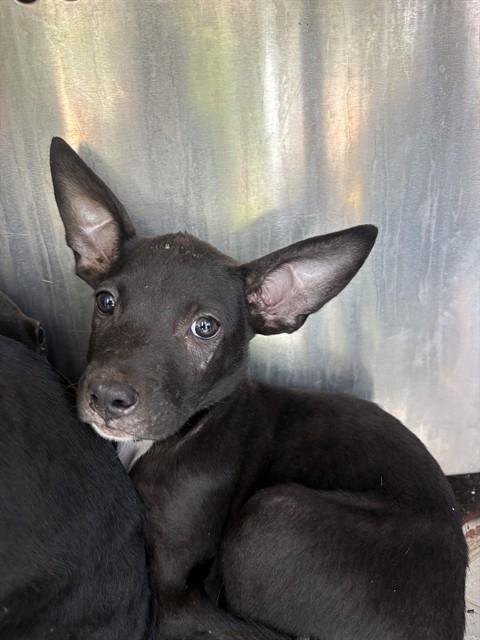 Shelter Stray Male Dog last seen Near BLOCK KELHAM, 2811 SE 29th St, Oklahoma City, OK 73129, USA