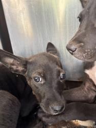 Shelter Stray Unknown Dog last seen Near BLOCK KELHAM, 2811 SE 29th St, Oklahoma City, OK 73129, USA