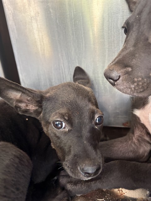 Shelter Stray Female Dog last seen Near BLOCK KELHAM, 2811 SE 29th St, Oklahoma City, OK 73129, USA