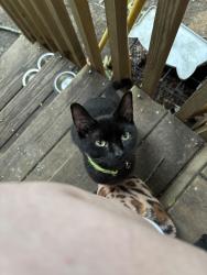 Lost Male Cat last seen Clemson blvd, Seneca, SC 29678