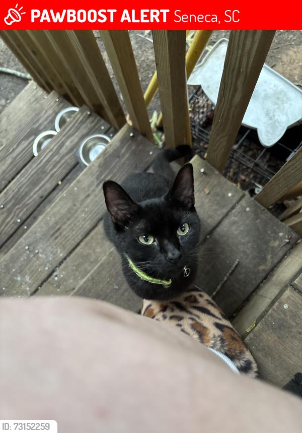 Lost Male Cat last seen Clemson blvd, Seneca, SC 29678