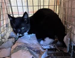 Shelter Stray Female Cat last seen , 11361 W Pico Blvd, Los Angeles, CA 90064, USA