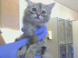 Shelter Stray Female Cat last seen CASMALIA WAY/LA SIERRA DR, 95864, 3839 Bradshaw Rd, Sacramento, CA 95827, USA