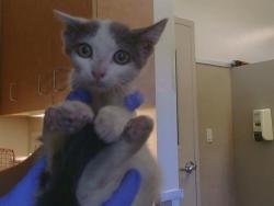 Shelter Stray Female Cat last seen CASMALIA WAY/LA SIERRA DR, 95864, 3839 Bradshaw Rd, Sacramento, CA 95827, USA