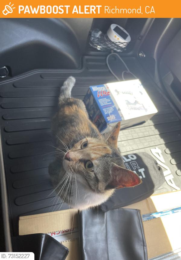 Found/Stray Female Cat last seen Corner of Meeker & Marina Bay Ave, Richmond, CA 94804