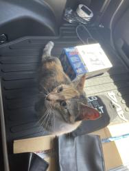 Found/Stray Female Cat last seen Corner of Meeker & Marina Bay Ave, Richmond, CA 94804