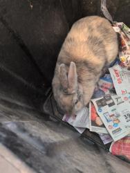 Shelter Stray Female Other last seen COOK AVE/LEONARD AVE, 95610, 3839 Bradshaw Rd, Sacramento, CA 95827, USA
