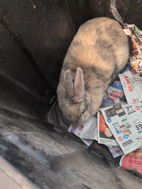 Shelter Stray Female Other last seen COOK AVE/LEONARD AVE, 95610, 3839 Bradshaw Rd, Sacramento, CA 95827, USA