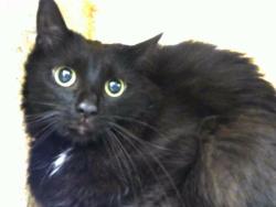 Shelter Stray Male Cat last seen Near BLOCK CARDENAS DR SE, 8920 Lomas Blvd NE, Albuquerque, NM 87112, USA