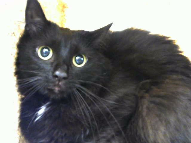 Shelter Stray Male Cat last seen Near BLOCK CARDENAS DR SE, 8920 Lomas Blvd NE, Albuquerque, NM 87112, USA