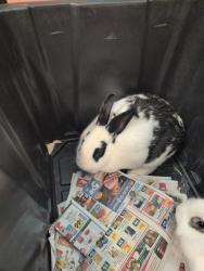 Shelter Stray Female Other last seen COOK AVE/LEONARD AVE, 95610, 3839 Bradshaw Rd, Sacramento, CA 95827, USA