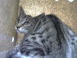 Shelter Stray Male Cat last seen Near BLOCK COCHITI RD SE, 8920 Lomas Blvd NE, Albuquerque, NM 87112, USA