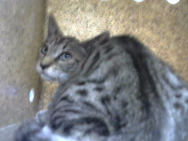 Shelter Stray Male Cat last seen Near BLOCK COCHITI RD SE, 8920 Lomas Blvd NE, Albuquerque, NM 87112, USA