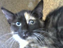 Shelter Stray Female Cat last seen Near BLOCK COCHITI RD SE, 8920 Lomas Blvd NE, Albuquerque, NM 87112, USA