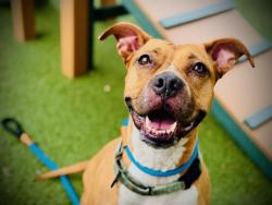 Shelter Stray Female Dog last seen , 2769 Conroy Rd, Orlando, FL 32839, USA