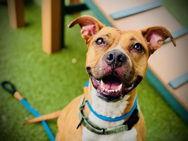 Shelter Stray Female Dog last seen , 2769 Conroy Rd, Orlando, FL 32839, USA