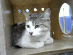 Shelter Stray Female Cat last seen Near BLOCK PRINCETON DR SE, 8920 Lomas Blvd NE, Albuquerque, NM 87112, USA