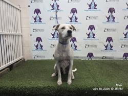 Shelter Stray Male Dog last seen , 2769 Conroy Rd, Orlando, FL 32839, USA
