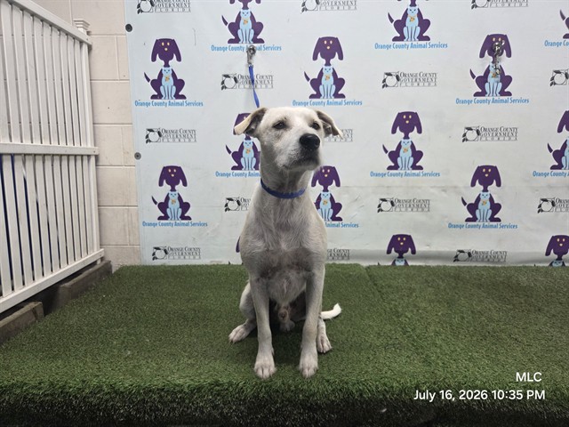 Shelter Stray Male Dog last seen , 2769 Conroy Rd, Orlando, FL 32839, USA