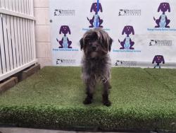 Shelter Stray Male Dog last seen , 2769 Conroy Rd, Orlando, FL 32839, USA