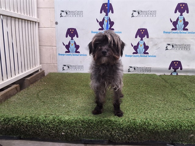 Shelter Stray Male Dog last seen , 2769 Conroy Rd, Orlando, FL 32839, USA