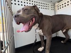 Shelter Stray Male Dog last seen Near BLK PLAM ST, BAKERSFIELD, CA, 201 S Mt Vernon Ave, Bakersfield, CA 93307, USA
