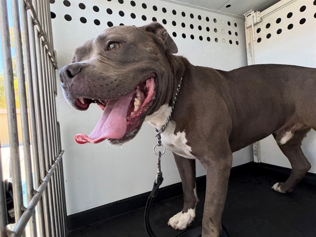 Shelter Stray Male Dog last seen Near BLK PLAM ST, BAKERSFIELD, CA, 201 S Mt Vernon Ave, Bakersfield, CA 93307, USA