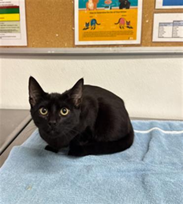 Shelter Stray Female Cat last seen , 600 Aviation Dr, Camarillo, CA 93010, USA