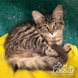 Shelter Stray Male Cat last seen HARVARD/WALNUT, 6443 Oak Canyon, Irvine, CA 92618, USA