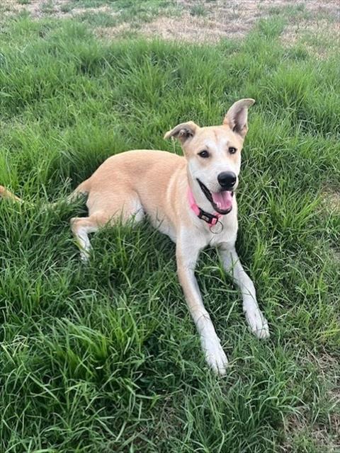 Shelter Stray Male Dog last seen CORPORATE PARK/CORPORATE PARK, 92606, 6443 Oak Canyon, Irvine, CA 92618, USA