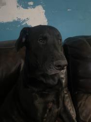 Lost Male Dog last seen My dog got out of the car and was chased bu a big amount of stray dogs and went further deep in the trailer communities., Stafford, TX 77477