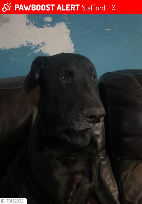 Lost Male Dog last seen My dog got out of the car and was chased bu a big amount of stray dogs and went further deep in the trailer communities., Stafford, TX 77477