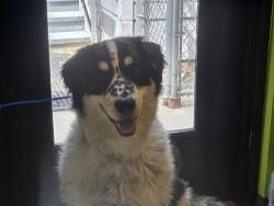 Shelter Stray Male Dog last seen Near BLOCK 125TH AVE SE, KENT WA 98031, 21615 64th Ave S, Kent, WA 98032, USA